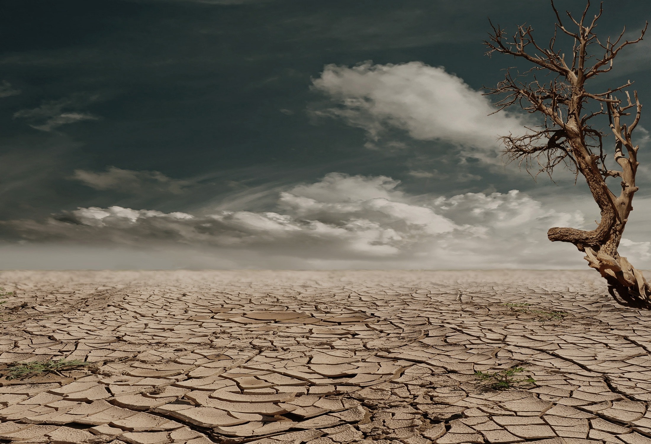 Klimaflucht ist real- Dankeschön an Foto von Pixabay: https://www.pexels.com/de-de/foto/foto-von-brown-bare-tree-auf-brown-surface-wahrend-des-tages-60013/